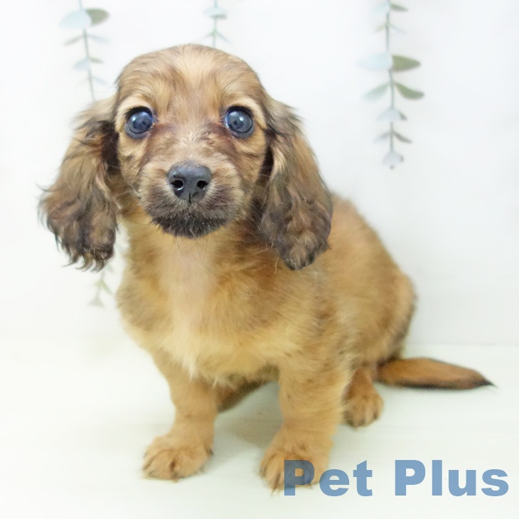 ミニチュア・ダックスフンド