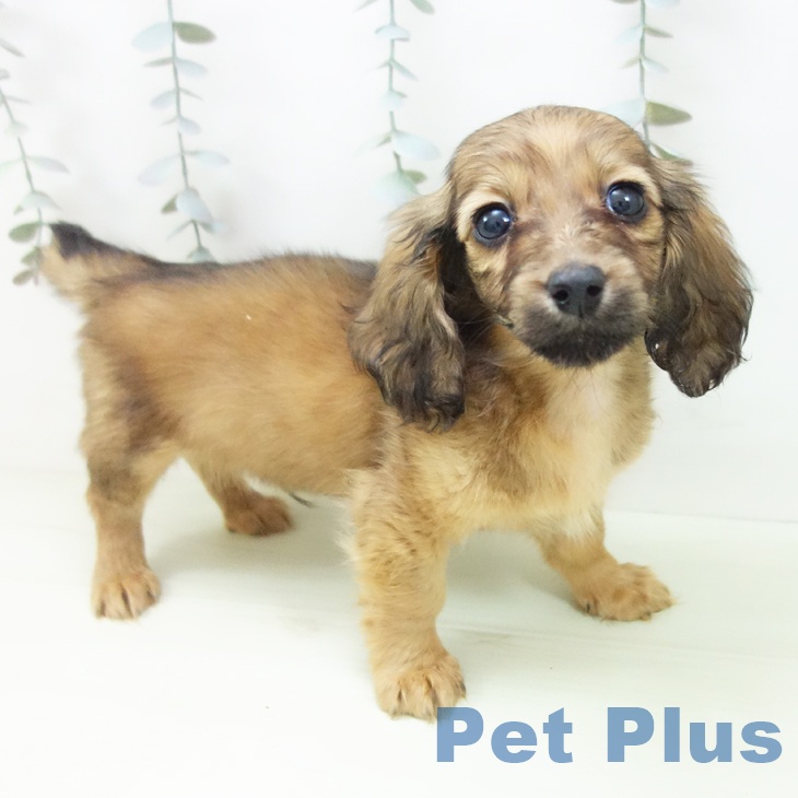 ミニチュア・ダックスフンドの写真2