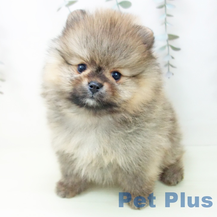 ポメラニアンの写真2