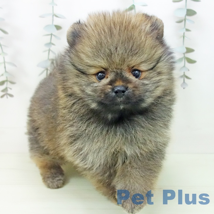 ポメラニアンの写真2