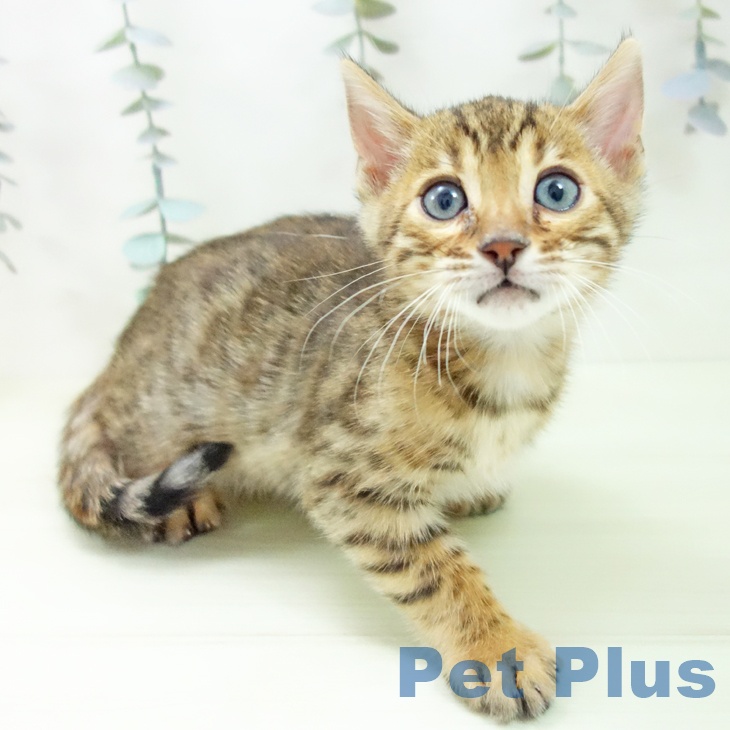 ベンガルの写真2