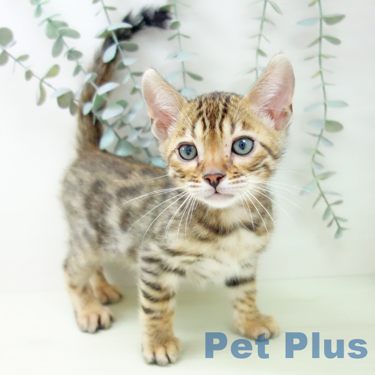 ベンガルの写真2