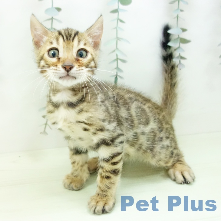 ベンガルの写真2