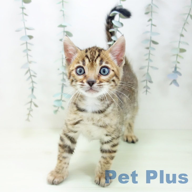 ベンガルの写真2