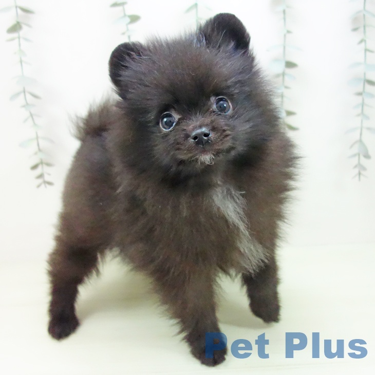ポメラニアンの写真2