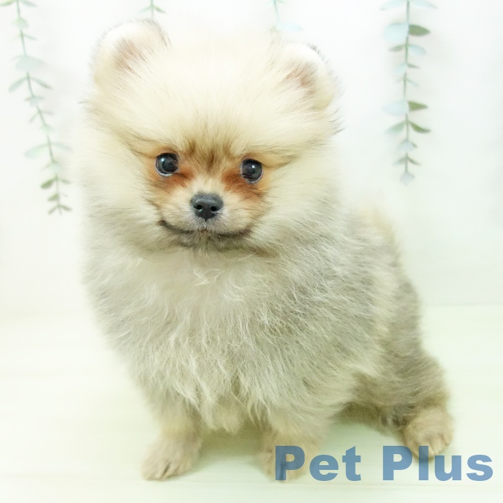 ポメラニアンの写真2