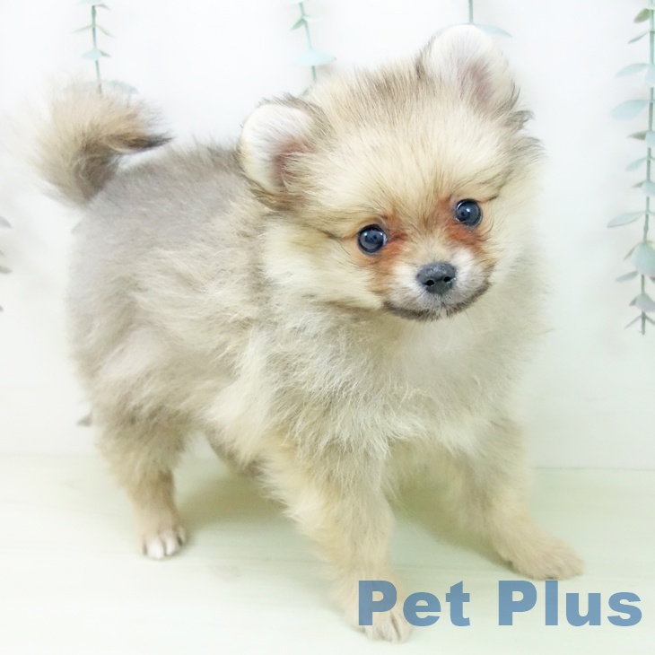 ポメラニアンの写真2