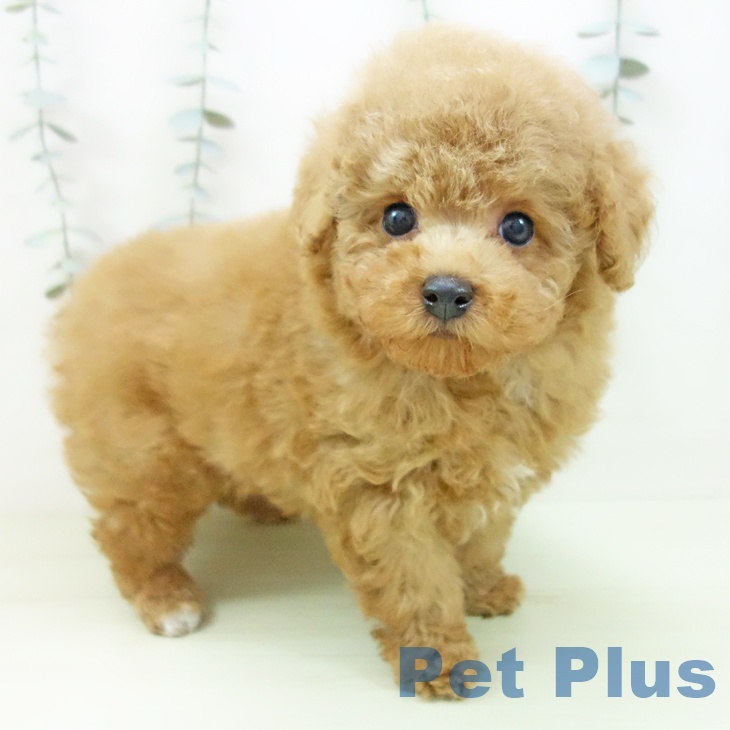 トイ・プードル