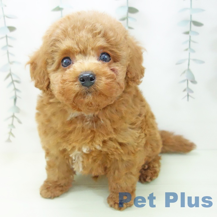 トイ・プードルの写真2