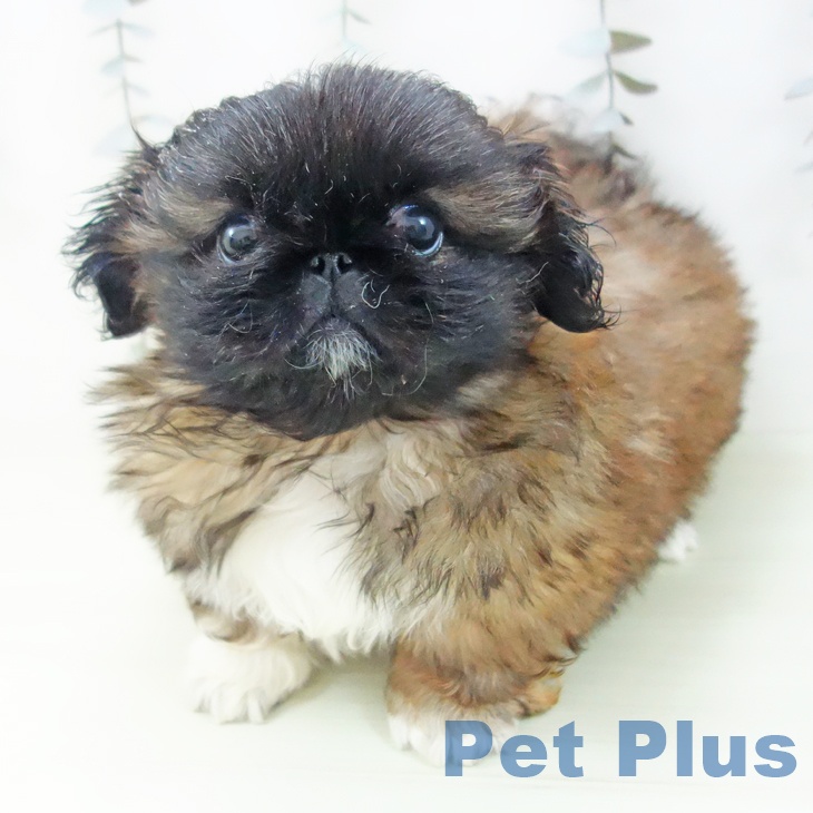 ペキニーズの写真2