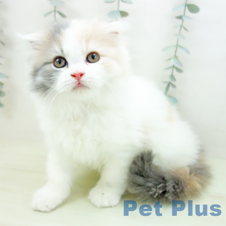 スコティッシュフォールド