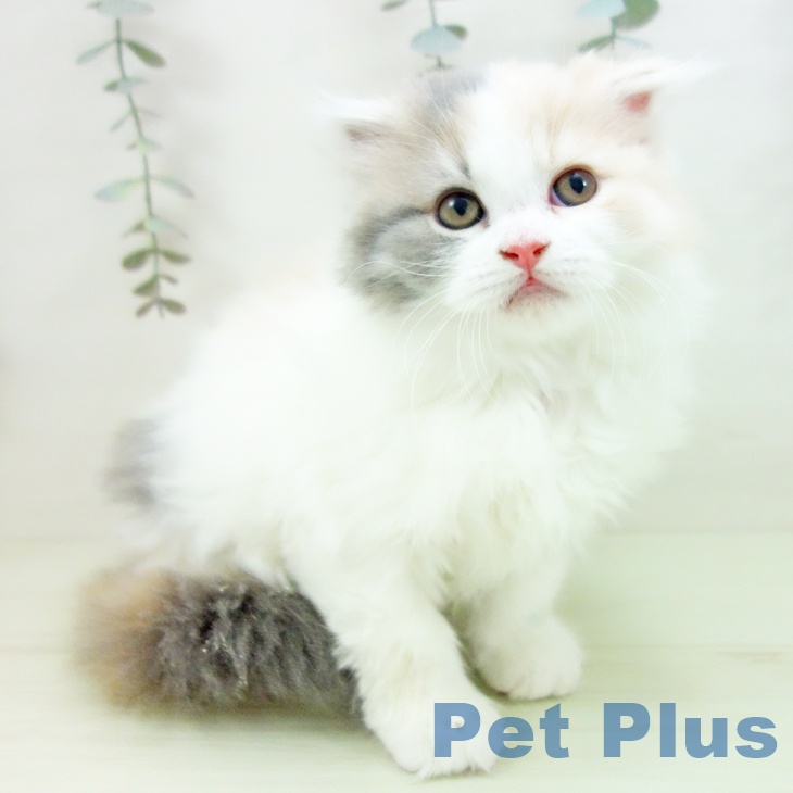 スコティッシュフォールドの写真2