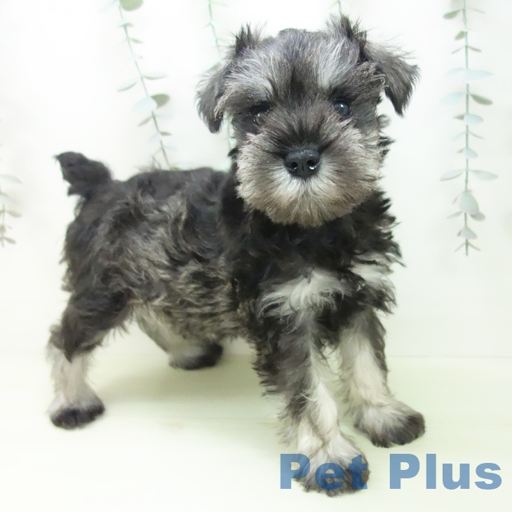 ミニチュア・シュナウザーの写真2