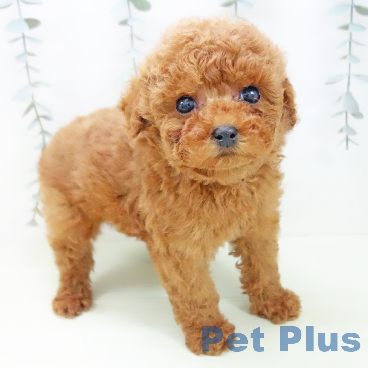 トイ・プードル