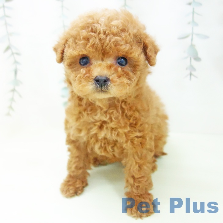 トイ・プードルの写真2