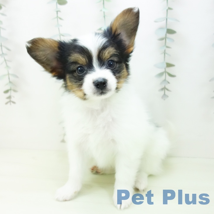 パピヨンの写真2