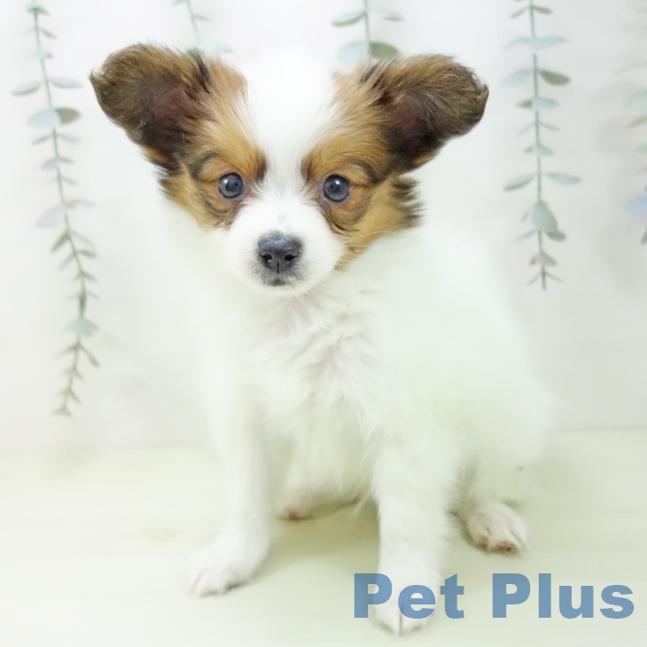 パピヨンの写真2