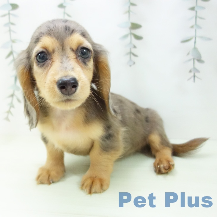 ミニチュア・ダックスフンドの写真2