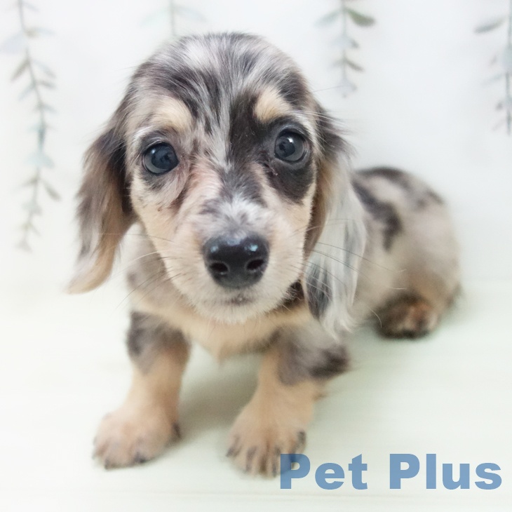 ミニチュア・ダックスフンド