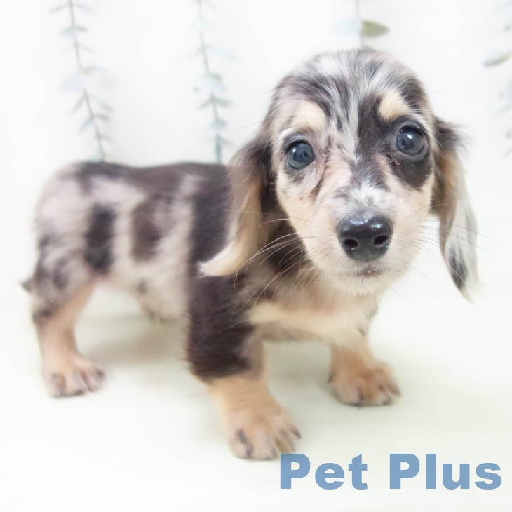 ミニチュア・ダックスフンドの写真2