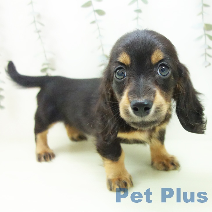 ミニチュア・ダックスフンド