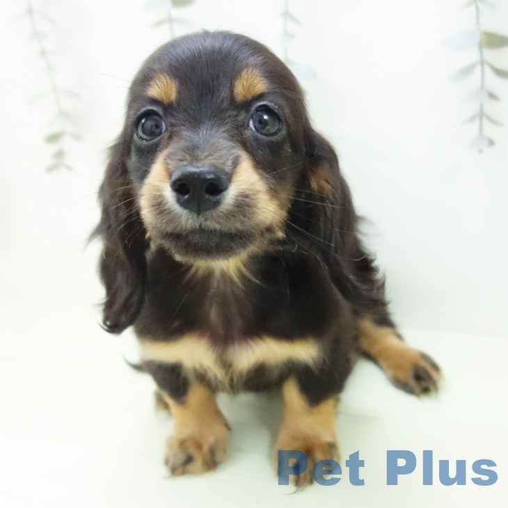 ミニチュア・ダックスフンドの写真2