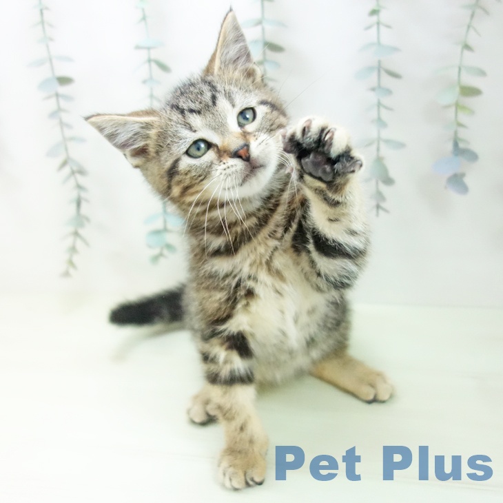 アメリカンショートヘア