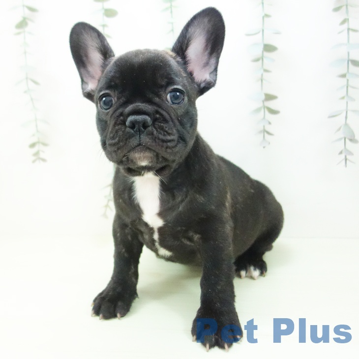 フレンチ・ブルドッグ