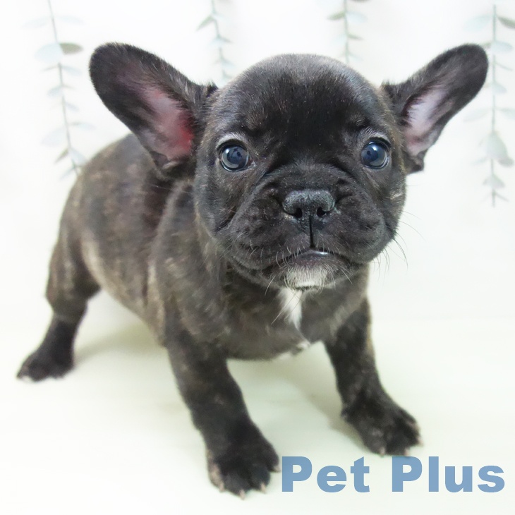 フレンチ・ブルドッグの写真2