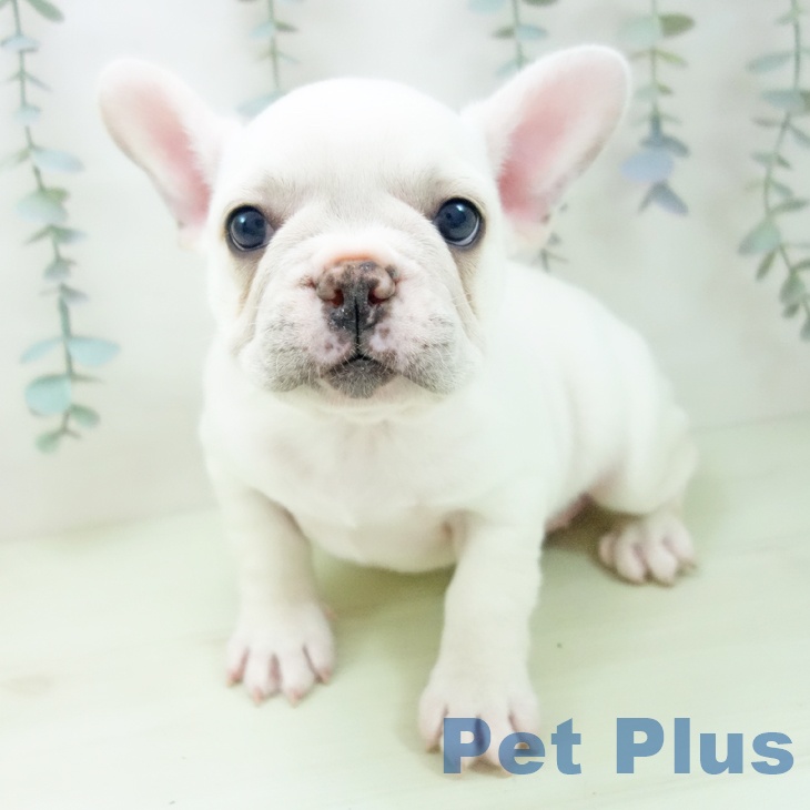 フレンチ・ブルドッグ