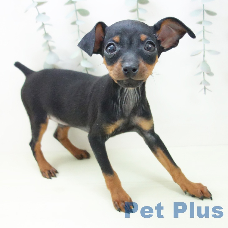 ミニチュア・ピンシャー