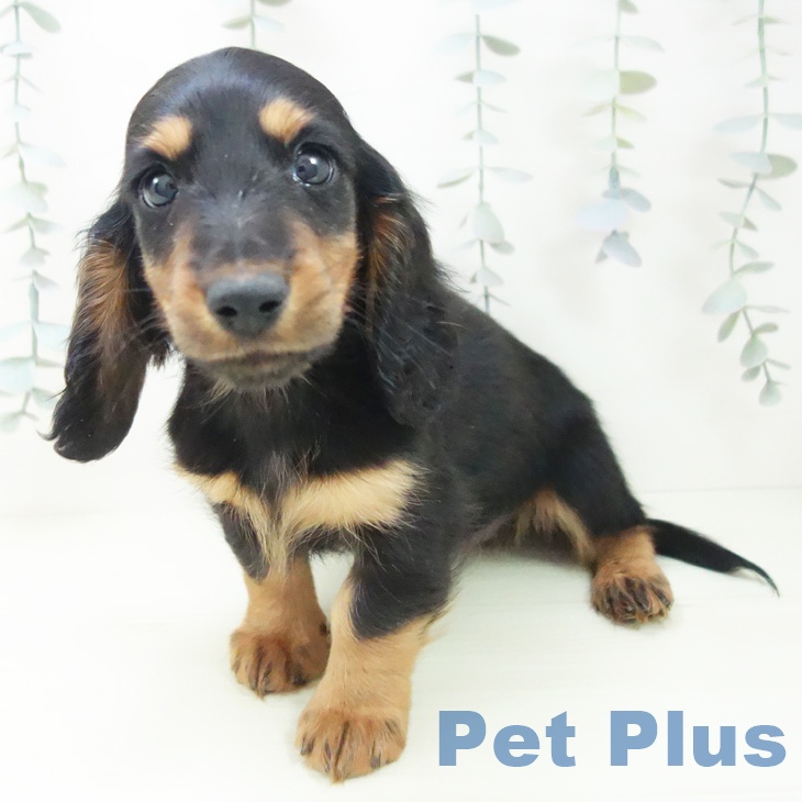 ミニチュア・ダックスフンド