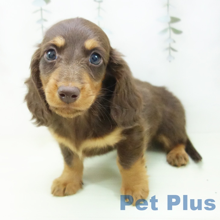 ミニチュア・ダックスフンド