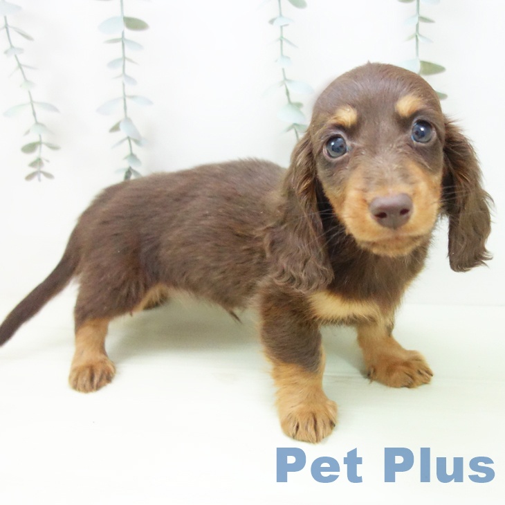 ミニチュア・ダックスフンドの写真2