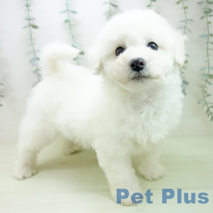 ビション・フリーゼの写真2