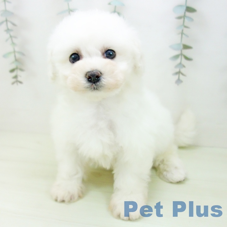 ビション・フリーゼ