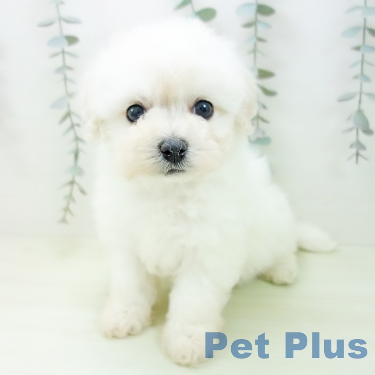 ビション・フリーゼ