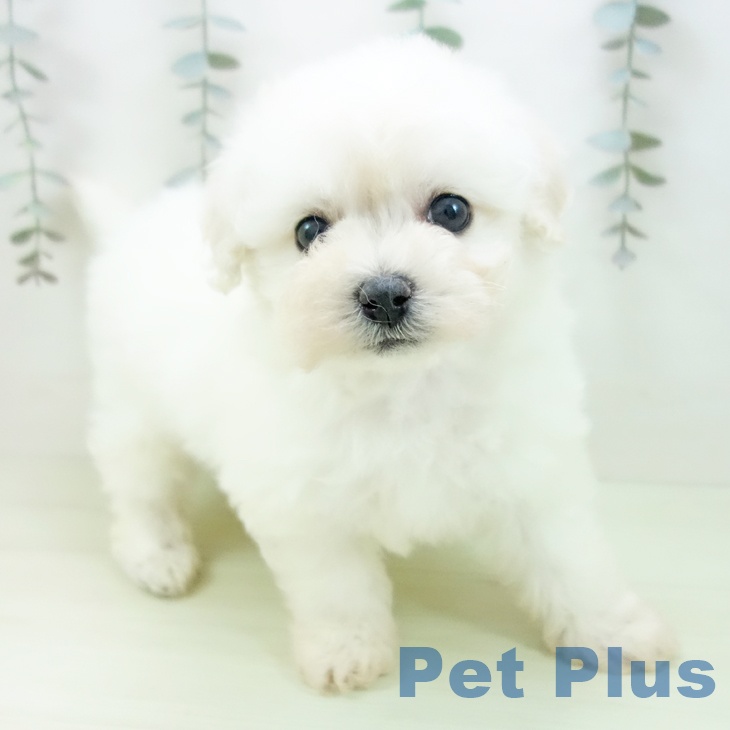 ビション・フリーゼ