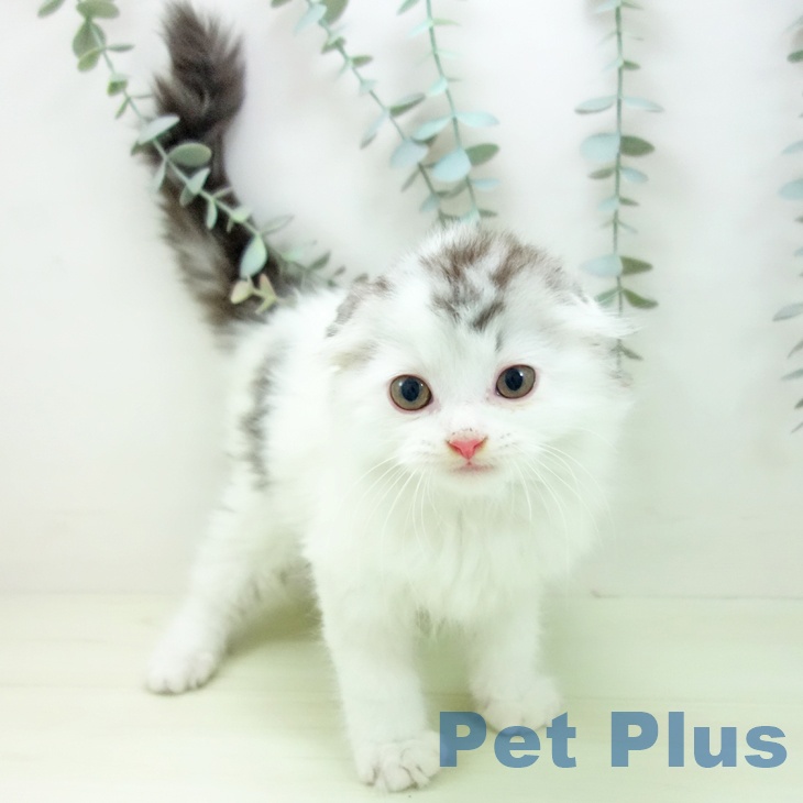 スコティッシュフォールドの写真2