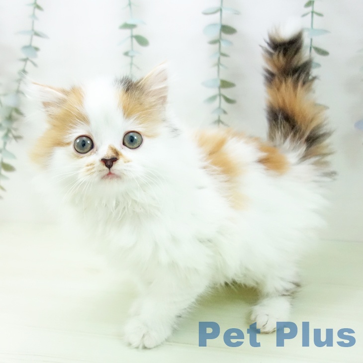 スコティッシュフォールド