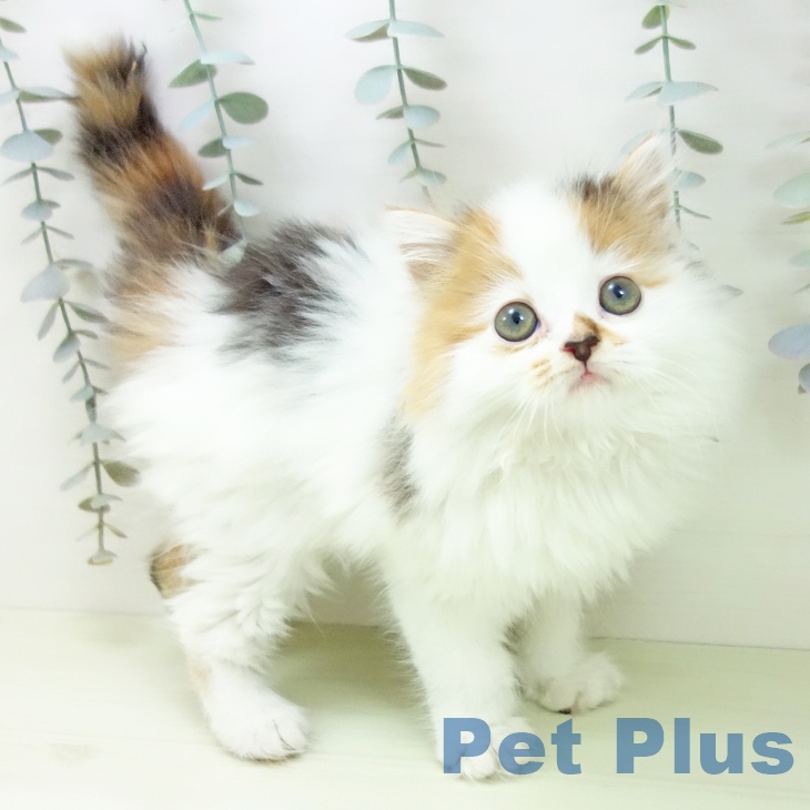 スコティッシュフォールド