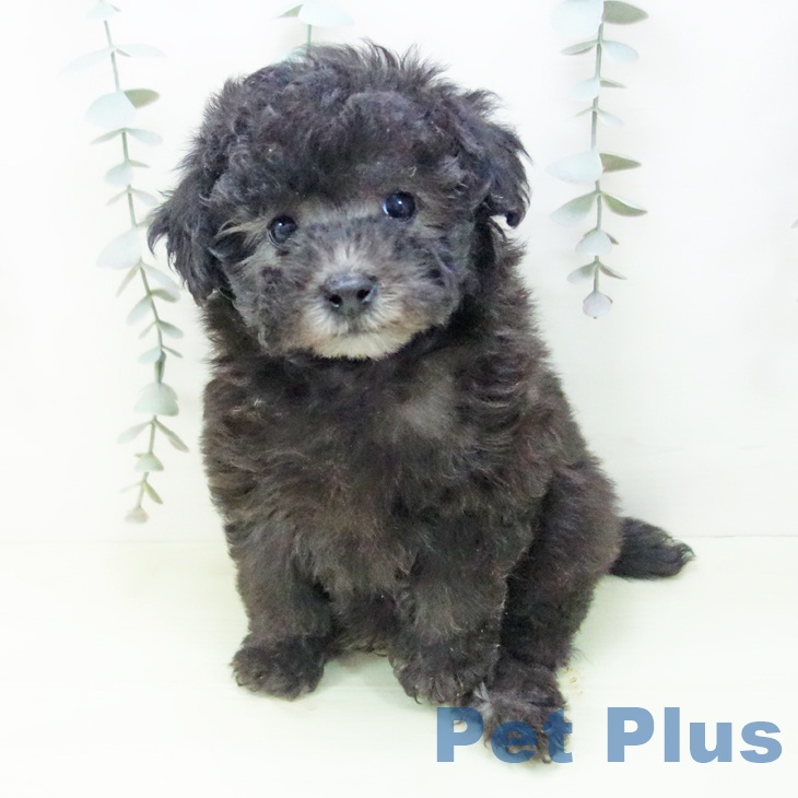 トイ・プードル