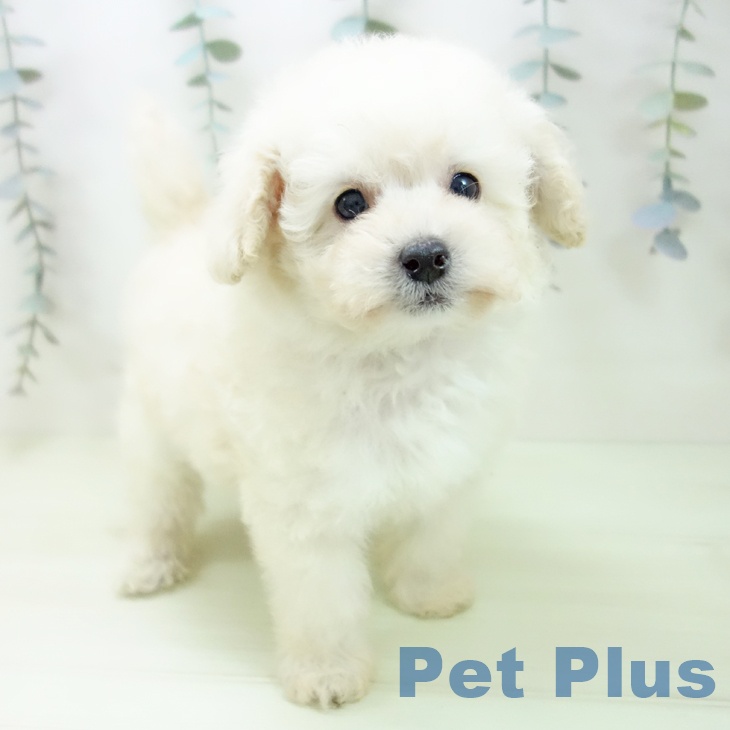 トイ・プードル