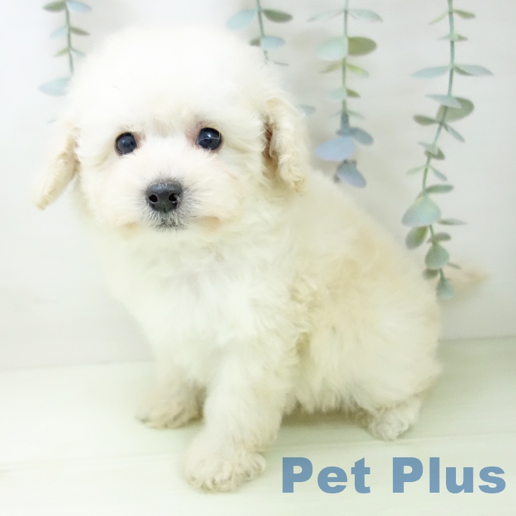 トイ・プードル