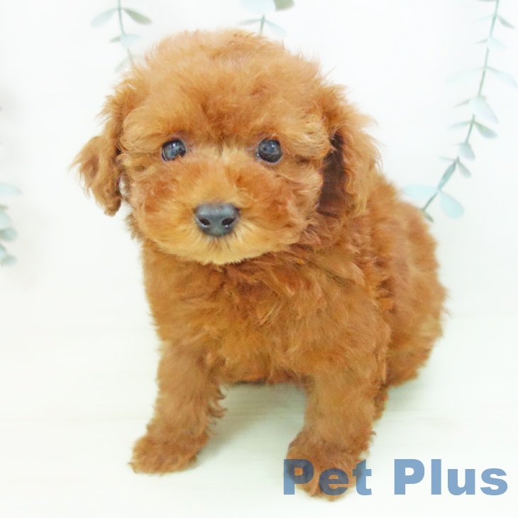 トイ・プードルの写真2