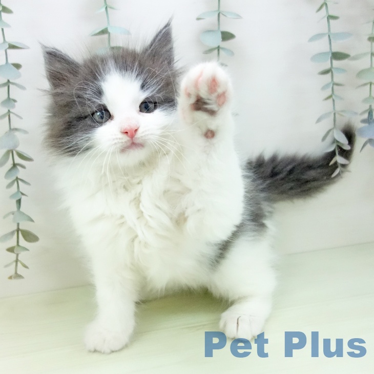 ノルウェージャンフォレストキャット