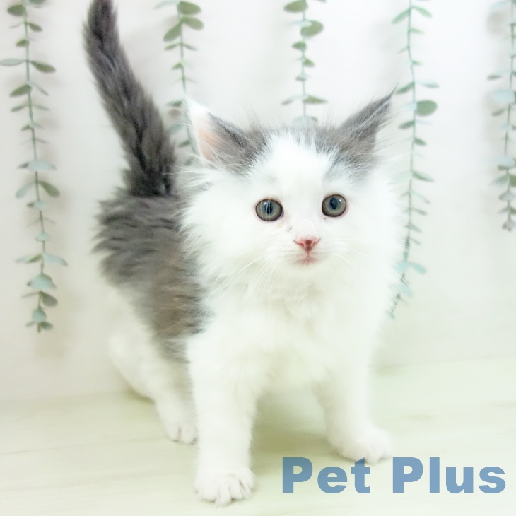 ノルウェージャンフォレストキャット