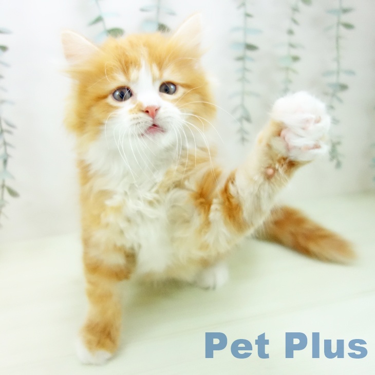 マンチカンの写真2