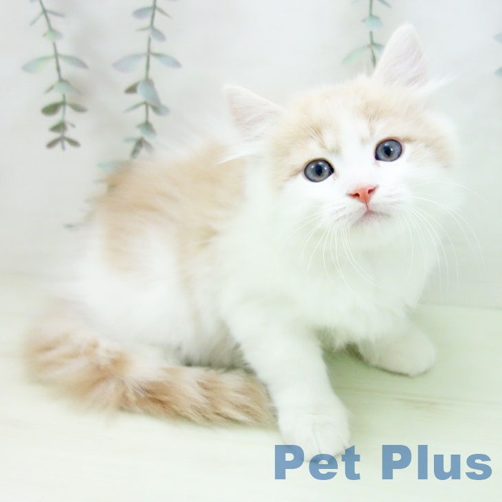 マンチカンの写真2