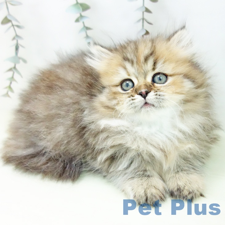 ミヌエットの写真2